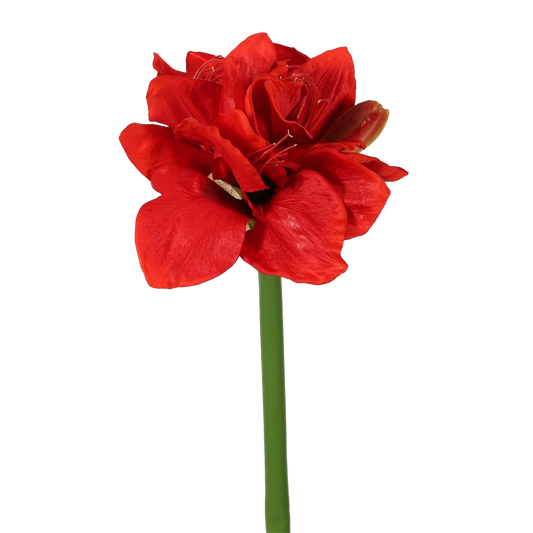 Viv! Christmas Amaryllis - silk flower - red - 71cm